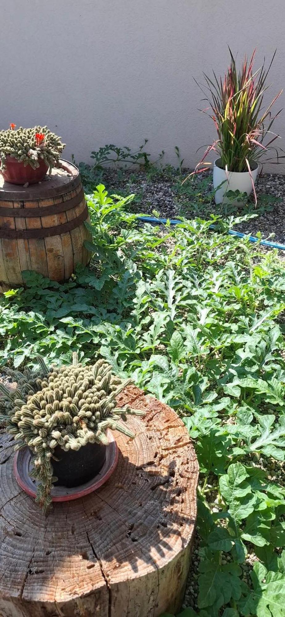 Vila Jovana Vrdnik Zewnętrze zdjęcie